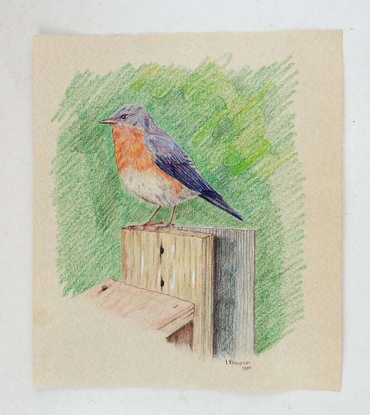 Colored Pencil Drawing of Blue Bird